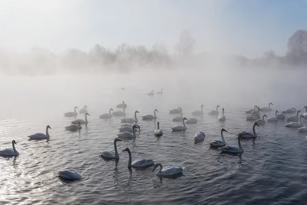 Swan lake fog winter birds — Stock Photo, Image