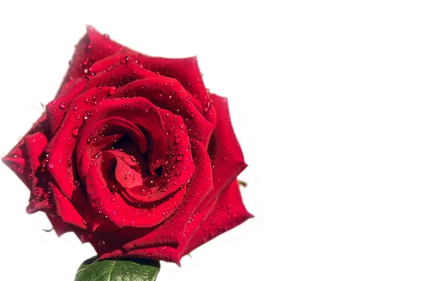 Red rose white background drops — Stock Photo, Image