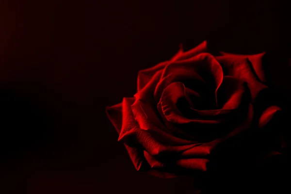 Rose rouge fond noir — Photo