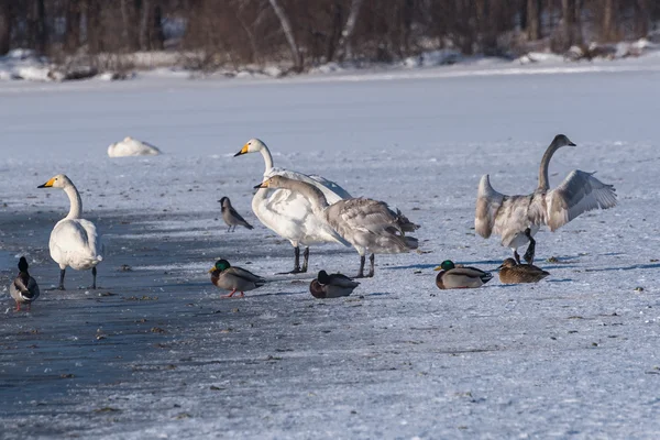 Łabędzie jezioro zima ptaki — Zdjęcie stockowe
