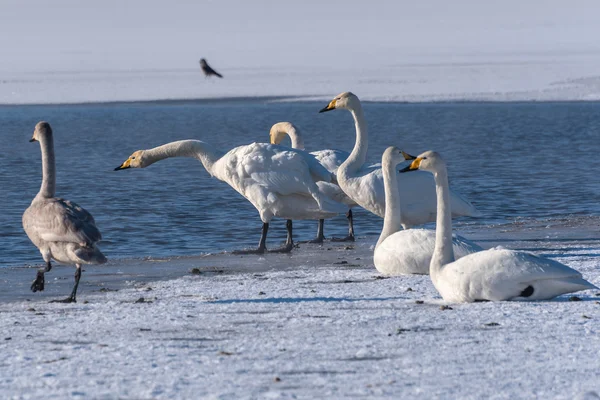 Łabędzie jezioro zima ptaki — Zdjęcie stockowe