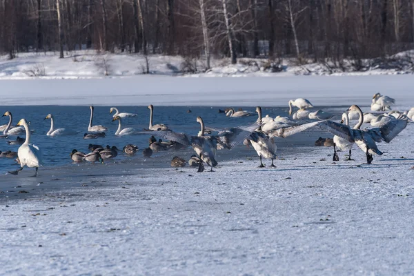 Swan lake winter birds dance — Stock Photo, Image