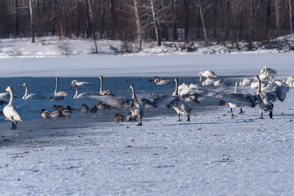 Swan lake winter birds dance — Stock Photo, Image