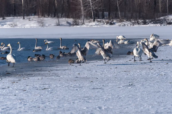 Łabędzie jezioro zimą ptaki taniec — Zdjęcie stockowe