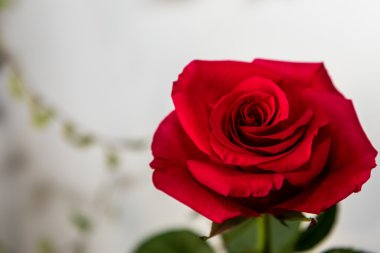 kırmızı gül beyaz arka plan 