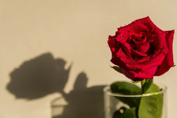 Rosa roja fondo blanco gotas —  Fotos de Stock