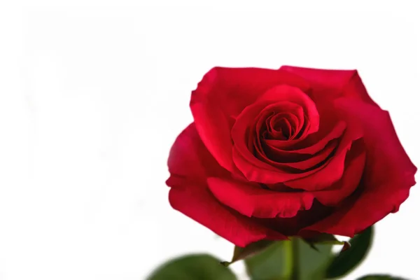 Vermelho rosa fundo branco — Fotografia de Stock