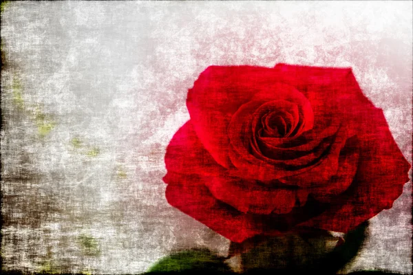 Rose rouge fond blanc grunge — Photo