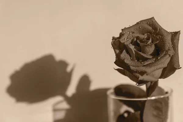 Red rose drops sepia — Stock Photo, Image