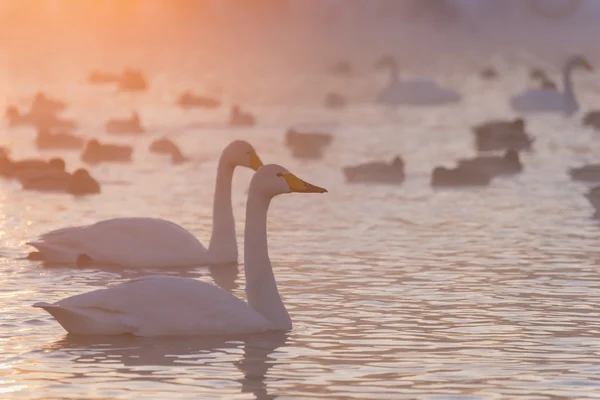 Cisnes lago niebla invierno puesta del sol — Foto de Stock