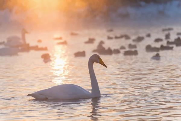 Cisne lago niebla invierno puesta del sol — Foto de Stock