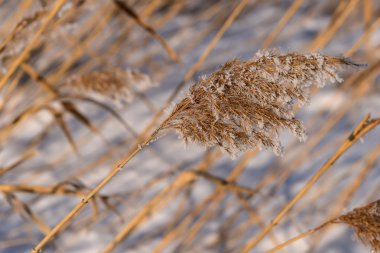 çim hoarfrost desen arka plan 