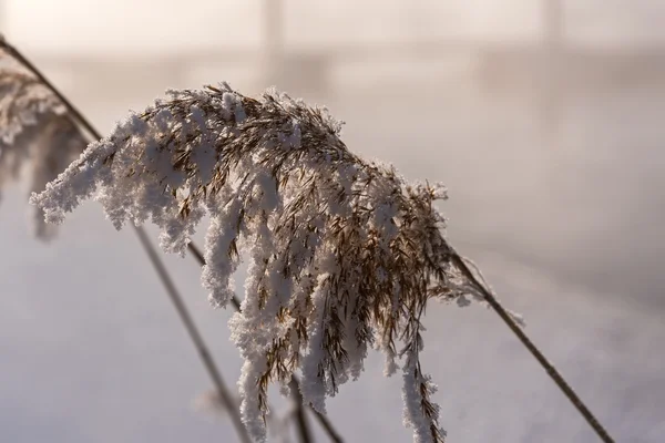 Фон з візерунком морозилки трави — стокове фото