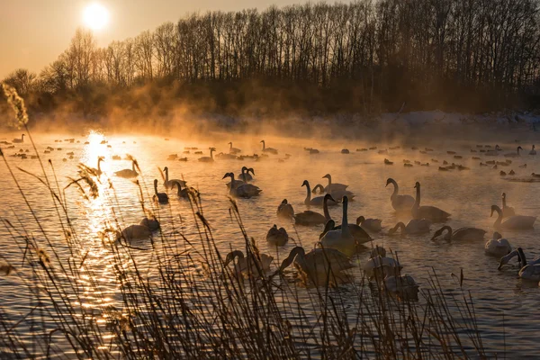 Swans lake mist winter sunset — Stock Photo, Image