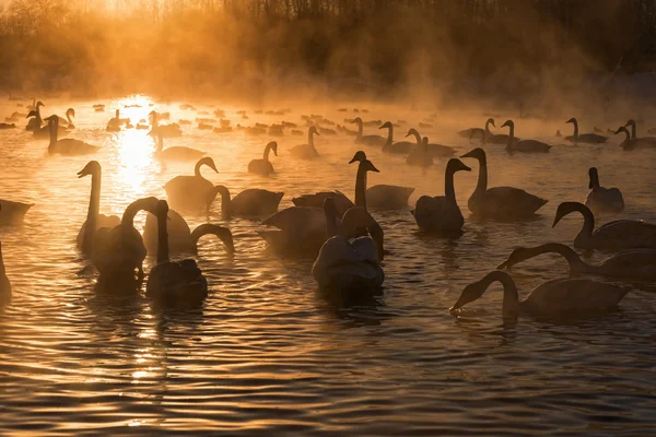 Swans lake mist winter sunset — Stock Photo, Image