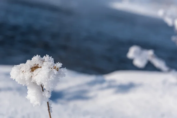 Фон зі снігом трави — стокове фото