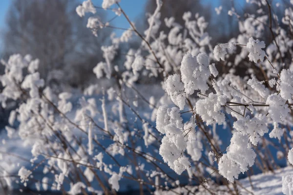 Herbe neige motif fond — Photo