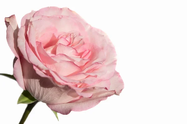 Pink rose white background — Stock Photo, Image