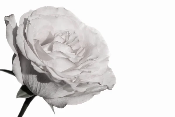 Λευκό τριαντάφυλλο φόντο σέπια — Φωτογραφία Αρχείου