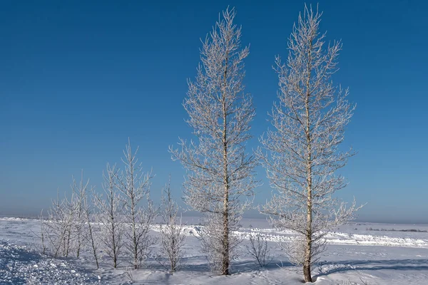 冬天桦树雪霜 — 图库照片