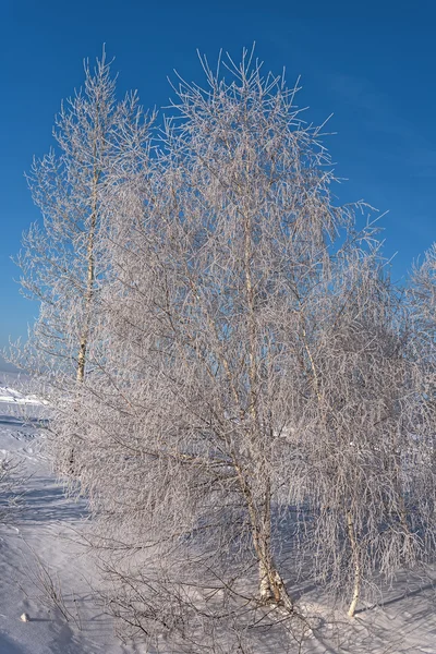 Winterbirkenschnee Raureif — Stockfoto
