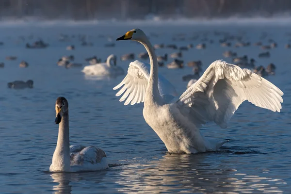 Swan lake winter birds — Stock Photo, Image