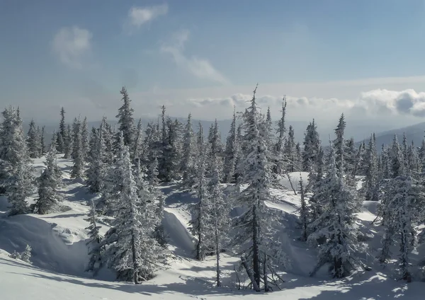 Inverno de abeto de montanha — Fotografia de Stock