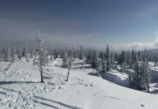 Berg vuren winter — Stockfoto