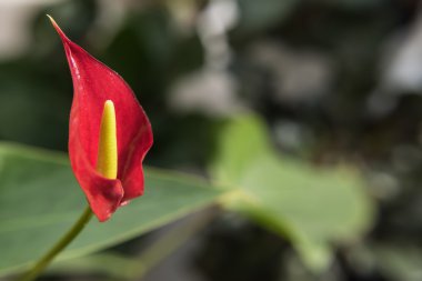 Kırmızı çiçek anthurium 