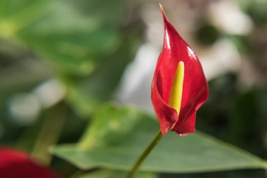 Kırmızı çiçek anthurium 