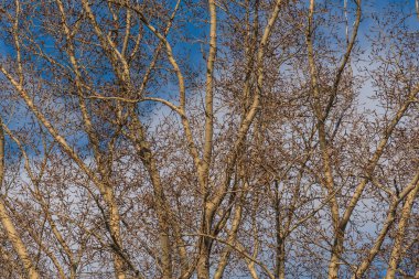 dalları gökyüzü arka plan