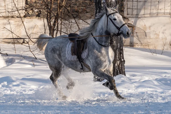 Horse training workout winter — Stock Photo, Image