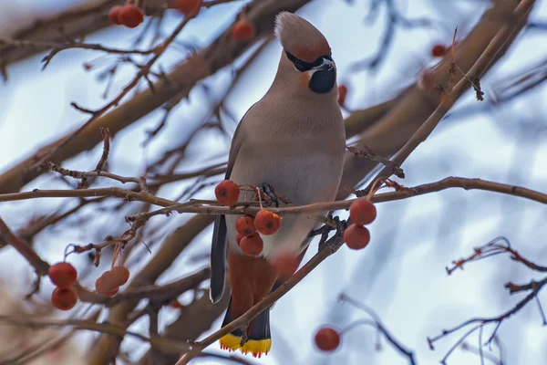 Waxwing bird apple branch — Stock Photo, Image