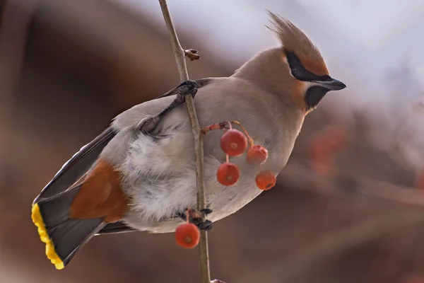 Waxwing bird apple branch — Stock Photo, Image