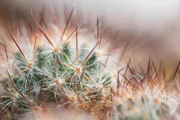 Cactus needles background — Stock Photo, Image