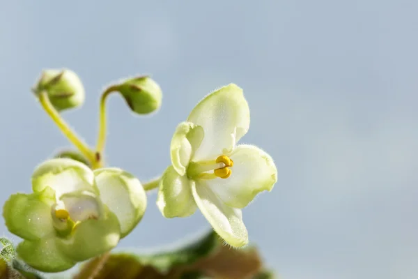 Flori albe Violet — Fotografie, imagine de stoc