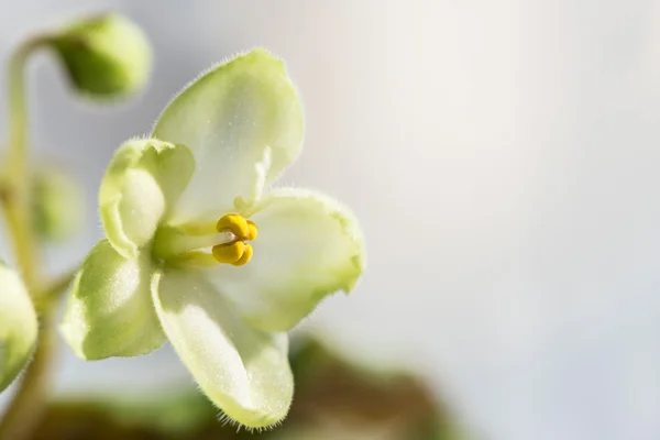 White flowers violet — Stock Photo, Image