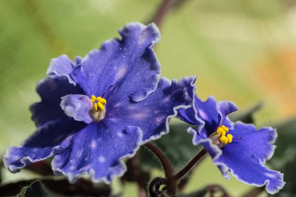 Violet blauwe bloemen — Stockfoto