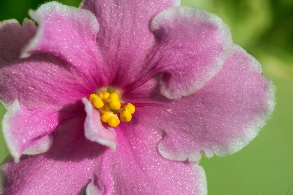 Růžové květy fialky — Stock fotografie