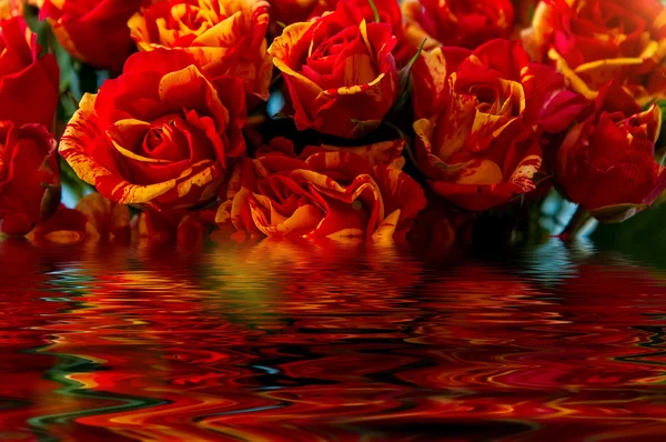 Red yellow roses water reflection — Stock Photo, Image