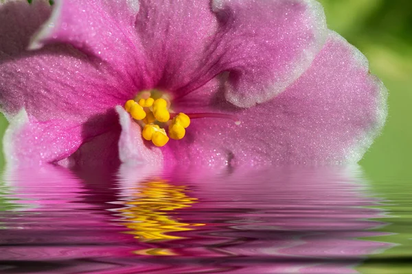 Flores rosadas violetas reflejo de agua — Foto de Stock