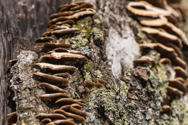 chaga mantar ağaç gövdesi