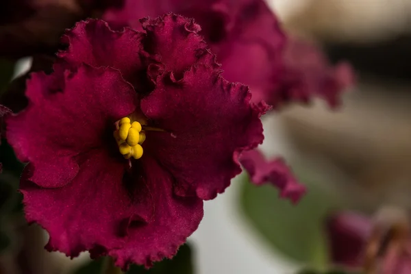 Burgundy flower violet — Stock Photo, Image