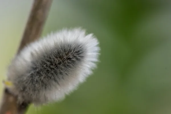 Fűzfa catkin gally — Stock Fotó