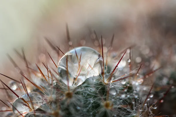 Piękny Kwiatowy Tło Zbliżenie Kaktus Miękkie Ostrych Igieł Krople Wody — Zdjęcie stockowe