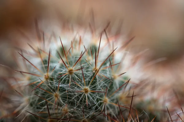 Schöne Abstrakte Florale Hintergrund Mit Weichen Scharfen Nadeln Kaktus Nahaufnahme — Stockfoto