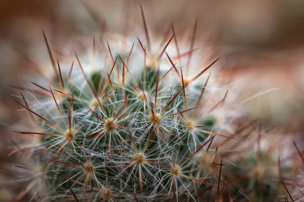 Cactus needles background — Stock Photo, Image