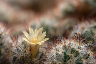 kaktüs çiçeği iğne arka plan