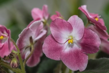 koyu kırmızı çiçekler mor