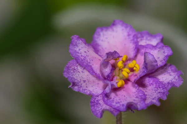 Pink flowers violets border — Stock Photo, Image